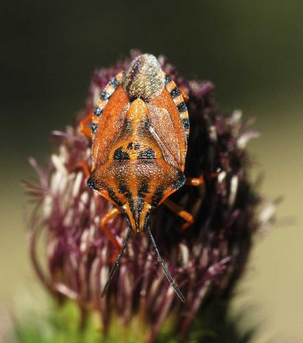 Réf. 27 068 : Carpocoris pudicus