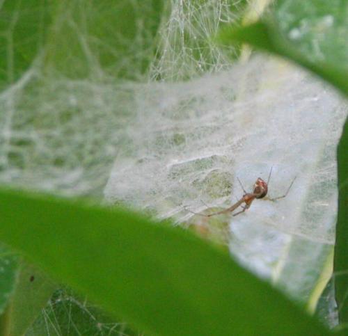 Linyphia sp.
