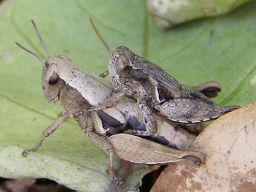 Pezotettix giornae