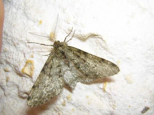 Phigalia pilosaria