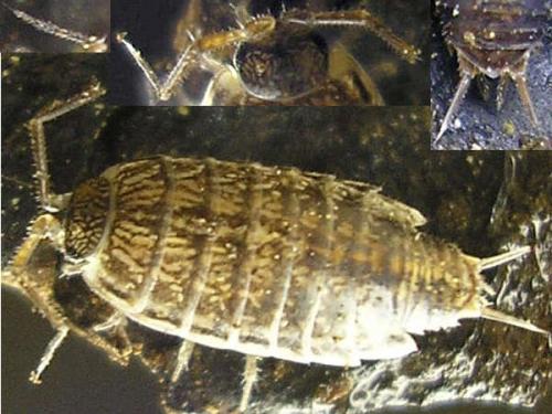 Réf. 27 089 : Chaetophiloscia elongata