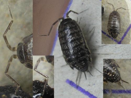 Réf. 27 090 : Chaetophiloscia elongata