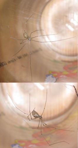 Pholcus sp.