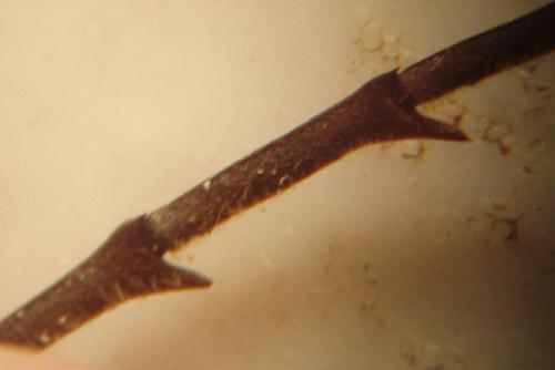 Prionoplus reticularis