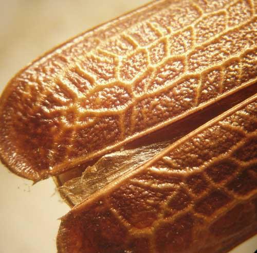Réf. 27 180 : Prionoplus reticularis