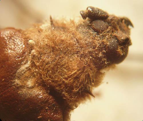 Prionoplus reticularis