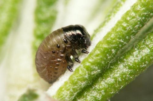 Réf. 27 477 : Chrysolina americana