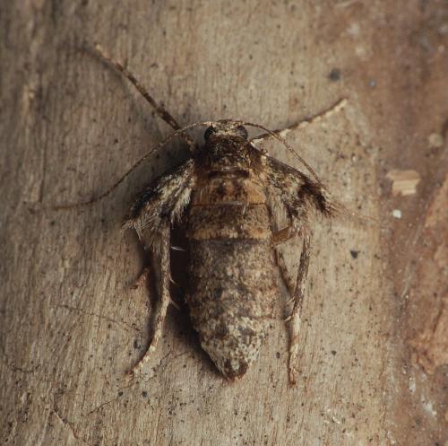 Réf. 27 662 : Operophtera brumata