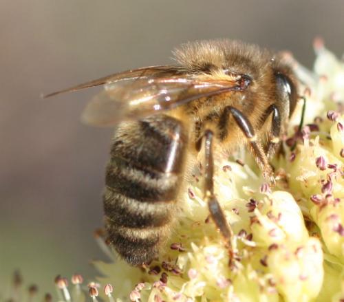 Apis mellifera