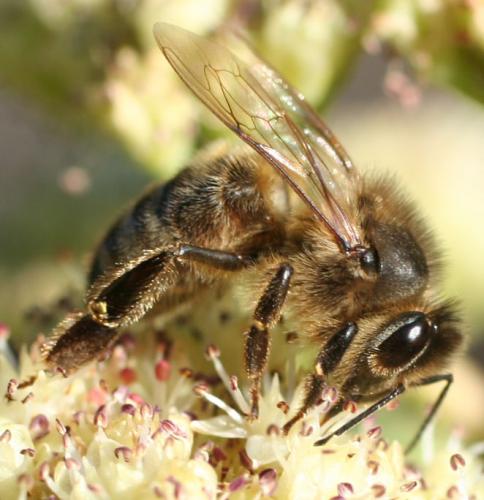 Apis mellifera