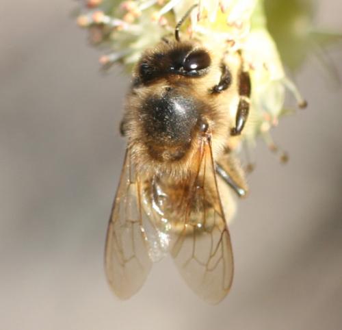 Apis mellifera