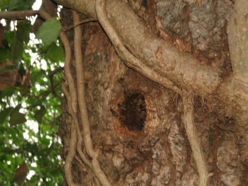 Apis mellifera