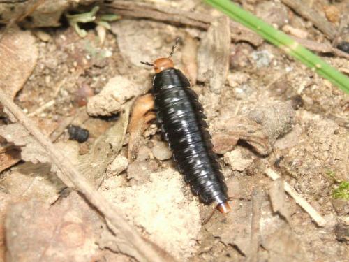 Dendroxena quadrimaculata