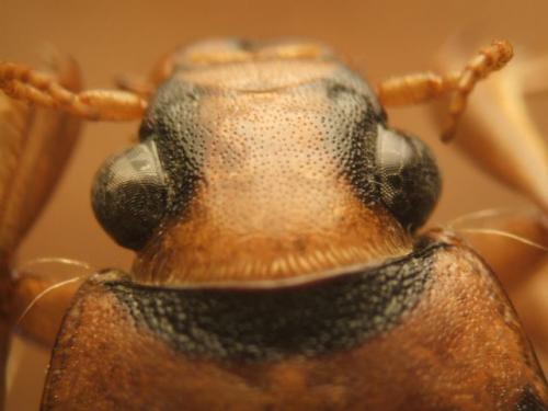 Hygrobia hermanni