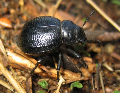 Réf. 27 804 : Pimelia payraudi