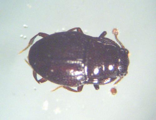 Réf. 27 785 : Plegaderus dissectus