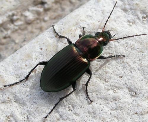 Réf. 27 015 : Poecilus sp.
