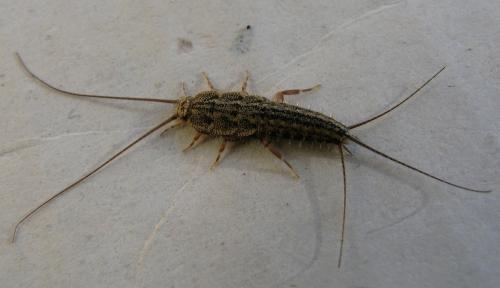 Ctenolepisma lineata