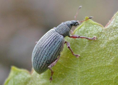 Réf. 27 873 : Polydrusus sp.
