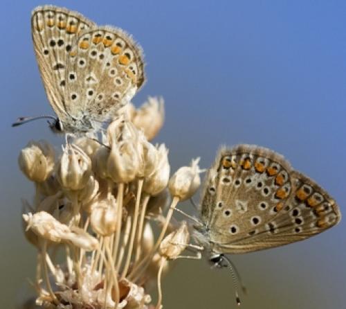 Polyommatus icarus