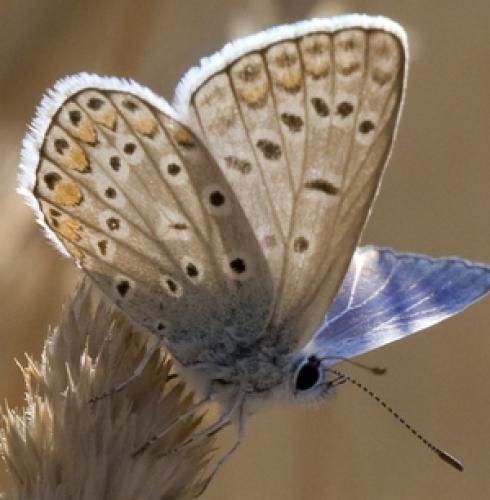 Réf. 27 711 : Polyommatus icarus