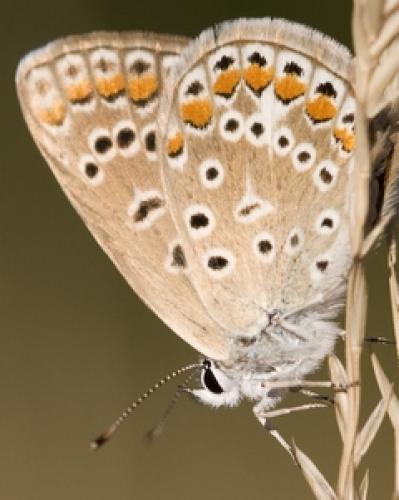Réf. 27 712 : Polyommatus icarus