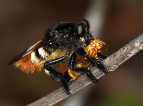 Réf. 27 308 : Mallophora tibialis
