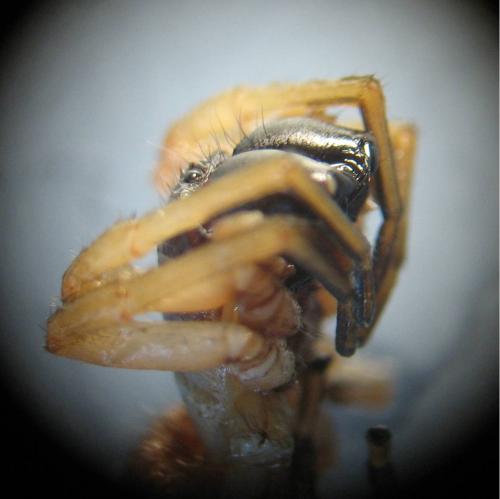 Réf. 27 102 : Clubiona phragmitis