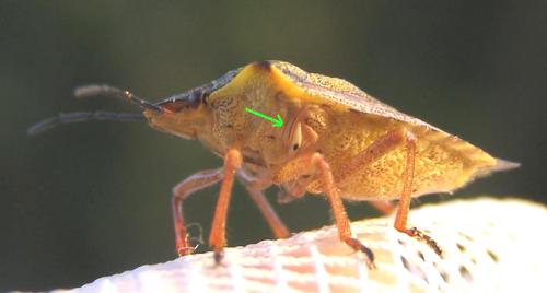 Carpocoris mediterraneus atlanticus