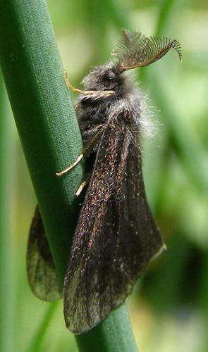 Réf. 27 815 : Canephora hirsuta