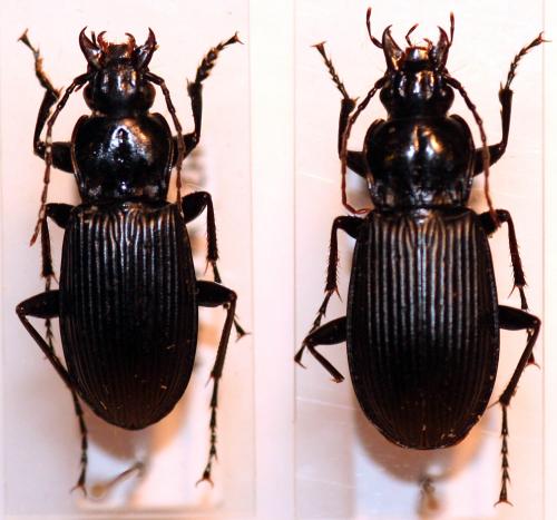 Réf. 27 737 : Pterostichus niger