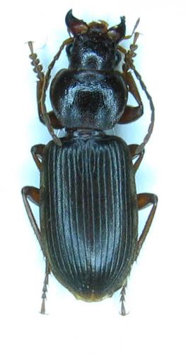 Scybalicus oblongiusculus