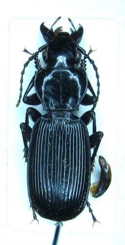 Réf. 27 669 : Pterostichus dufourii