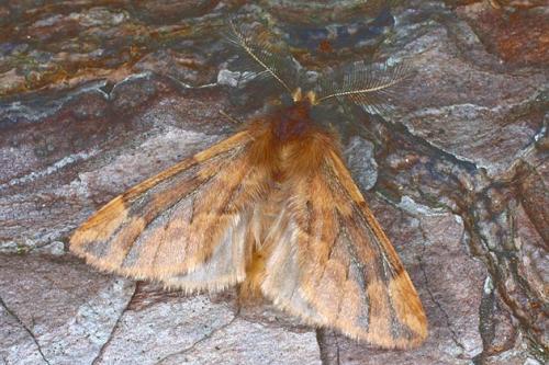 Réf. 27 024 : Ptilophora plumigera