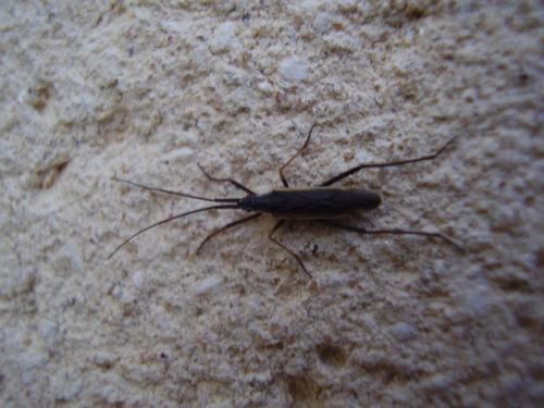 Notostira sp.
