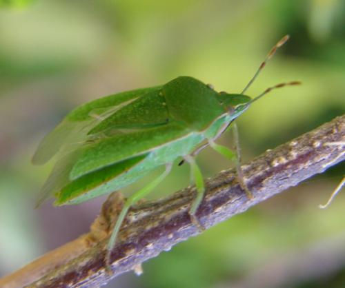 Nezara viridula