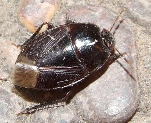 Réf. 27 968 : Macroscytus brunneus