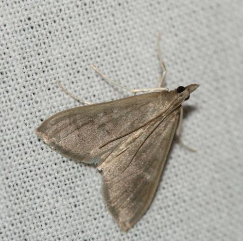 Réf. 27 449 : Mecyna asinalis