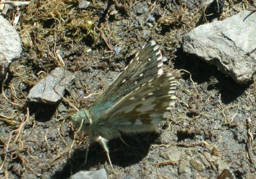 Réf. 27 996 : Pyrgus cacaliae