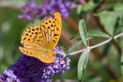 Réf. 27 073 : Argynnis paphia