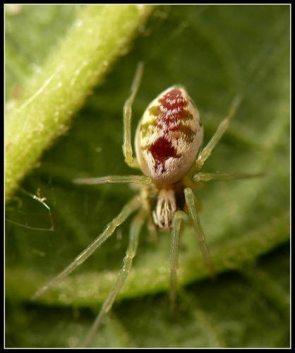 Réf. 27 131 : Nigma puella