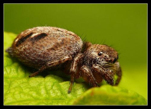 Evarcha arcuata