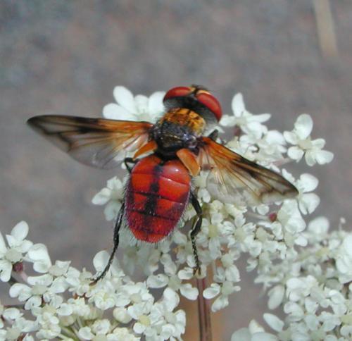 Ectophasia oblonga
