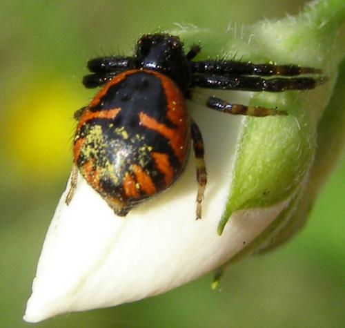 Synema globosum