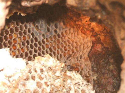 Apis mellifera