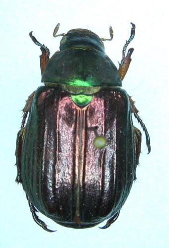 Mimela costata