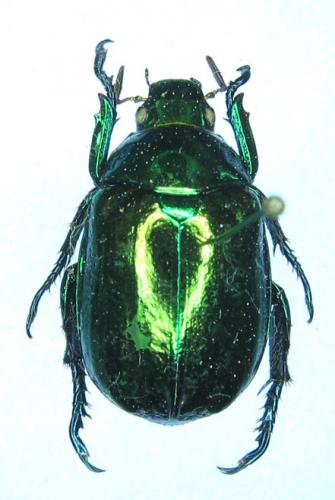Réf. 27 389 : Mimela splendens