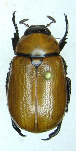 Anomala plebeja