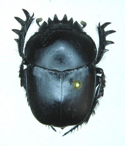 Scarabaeus armeniacus