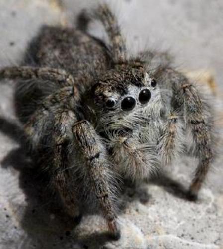 Philaeus chrysops